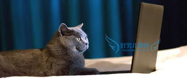 网上求职